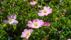 Die Früchte des Herbstes: Diese Gehölze verwöhnen Mensch und Tier