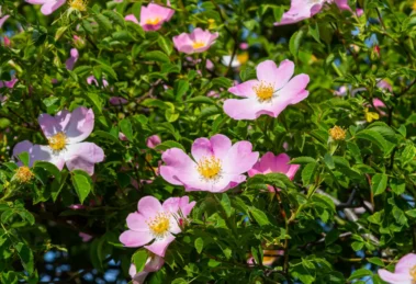 Die Früchte des Herbstes: Diese Gehölze verwöhnen Mensch und Tier