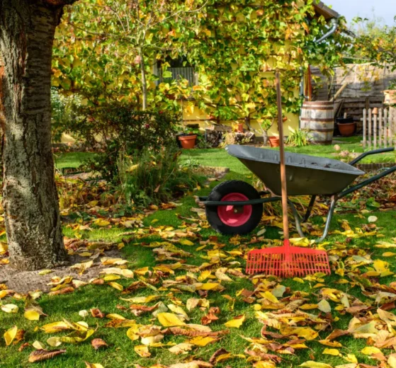 Das Laub muss weg? Oh nein! Ammenmärchen aus dem Herbstgarten