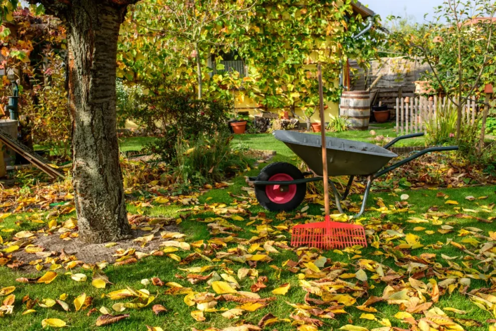 Das Laub muss weg? Oh nein! Ammenmärchen aus dem Herbstgarten