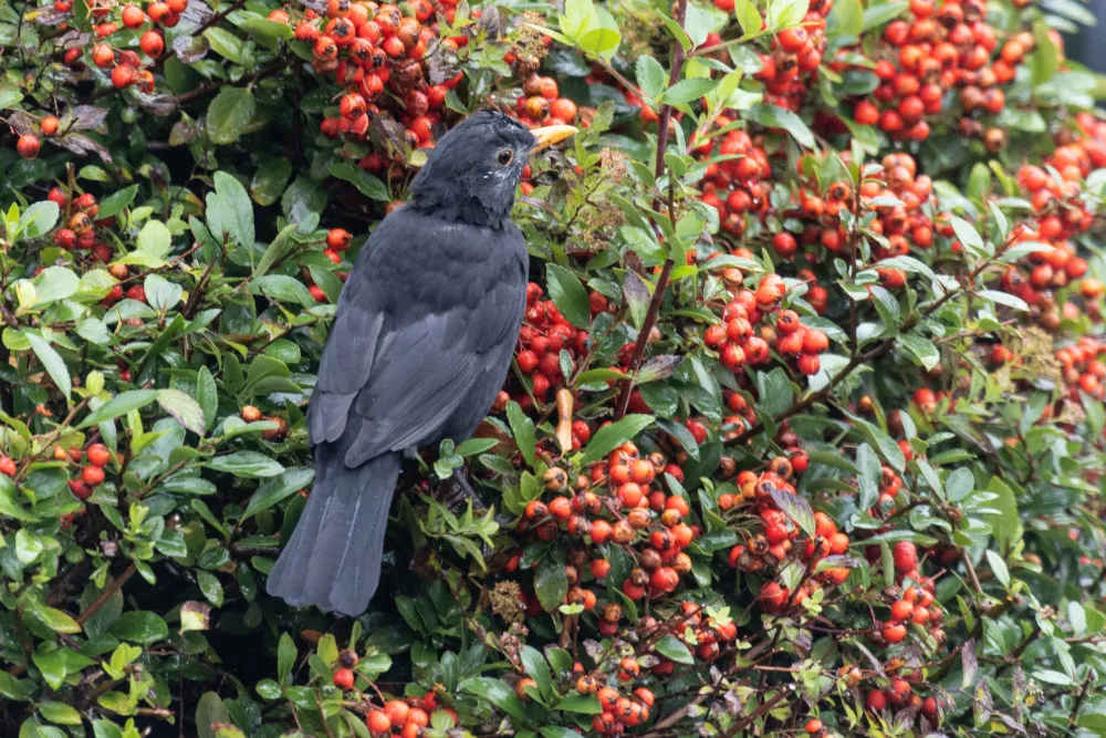 Amsel frisst orangerote Beeren an einem Feuerdorn im Garten.